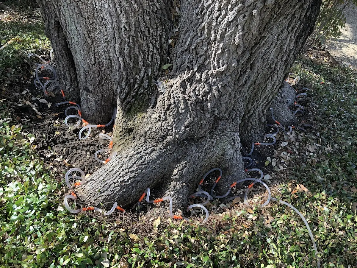 Detailed Tree Cabling and Bracing job site in Stoneville